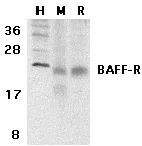 Western blot - Anti-BAFF-R antibody (AB5965)