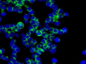 Immunocytochemistry/ Immunofluorescence - Anti-BAFF-R antibody [EPR10914] - BSA and Azide free (AB190659)