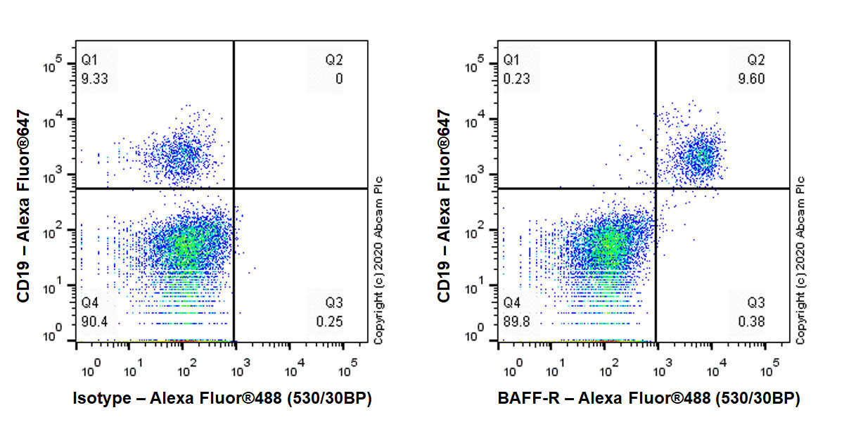 Flow Cytometry - Anti-BAFF-R antibody [EPR23590-68] (AB273569), expandable thumbnail