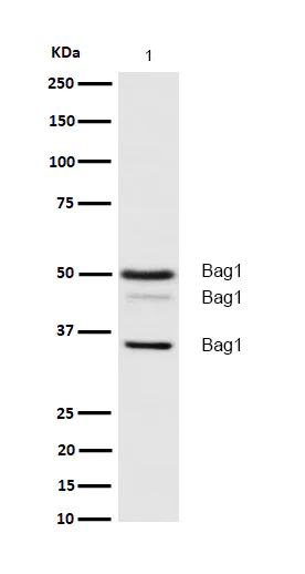 Western blot - Anti-Bag1 antibody [SR1542] (AB326691)