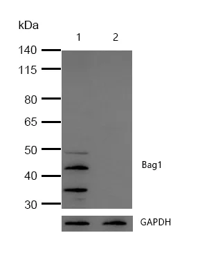 Western blot - Anti-Bag1 antibody [SR1542] (AB326691)