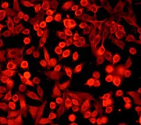 Immunocytochemistry/ Immunofluorescence - Anti-Bag1 antibody [Y166] (AB32109)
