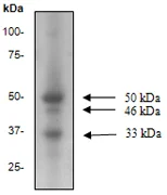 Western blot - Anti-Bag1 antibody [Y166] (AB32109)