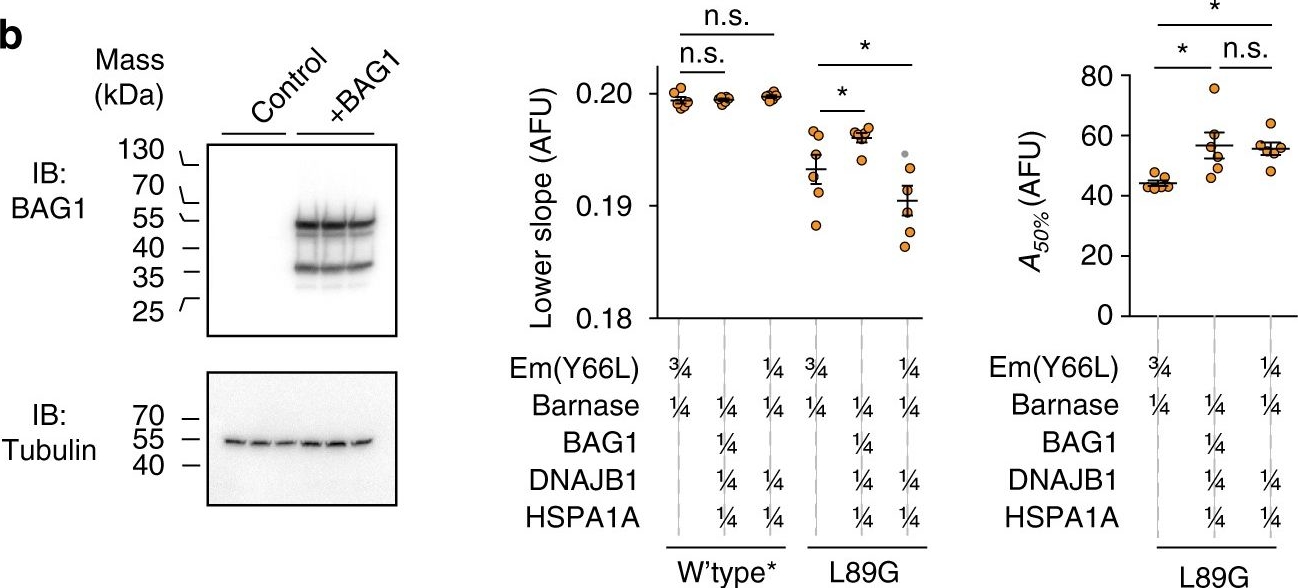 Anti-Bag1 antibody [Y166]
