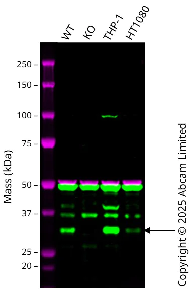 Western blot - Anti-Bag1 antibody [Y166] (AB32109)