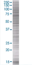 SDS-PAGE - Bag1 overexpression 293T lysate (whole cell) (AB94217)