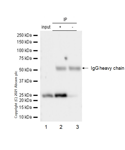 Immunoprecipitation - Anti-BAG2 antibody [EPR3567] (AB79406), expandable thumbnail