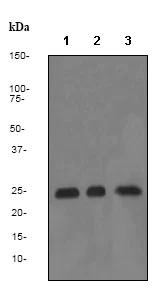Western blot - Anti-BAG2 antibody [EPR3567] (AB79406)