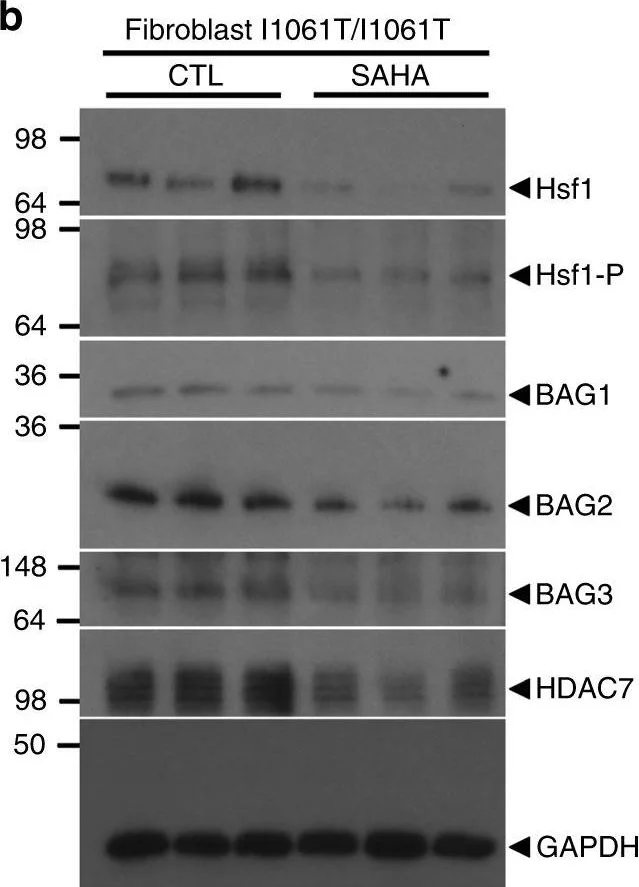 Western blot - Anti-BAG2 antibody [EPR3567] (AB79406)