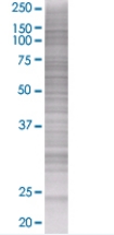 BAG2 overexpression 293T lysate (whole cell)