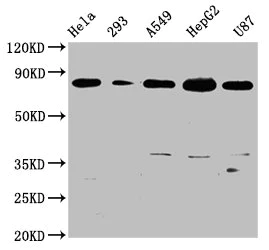 Western blot - Anti-Bag3 antibody [3D8] (AB314006)