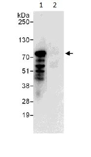 Immunoprecipitation - Anti-Bag3 antibody (AB193463)