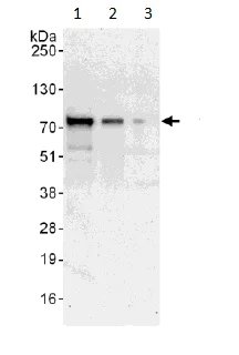 Western blot - Anti-Bag3 antibody (AB193463)