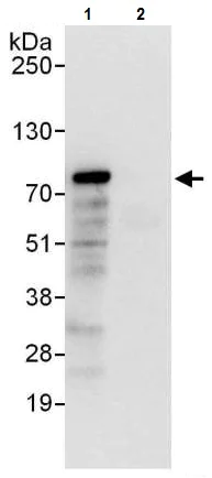 Immunoprecipitation - Anti-Bag3 antibody (AB225561)