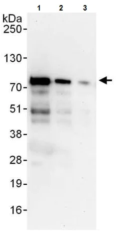 Western blot - Anti-Bag3 antibody (AB225561)