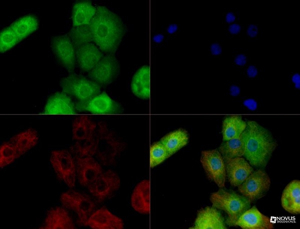 Immunocytochemistry/ Immunofluorescence - Anti-Bag3 antibody (ab47124), expandable thumbnail