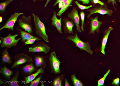 Immunocytochemistry/ Immunofluorescence - Anti-Bag3 antibody (AB47124), expandable thumbnail