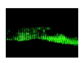 Immunohistochemistry (Frozen sections) - Anti-Bag3 antibody (AB47124)