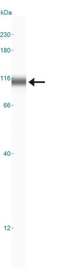 Western blot - Anti-Bag3 antibody (AB47124), expandable thumbnail