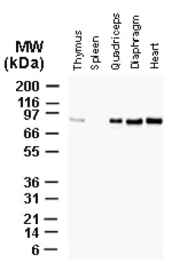 Western blot - Anti-Bag3 antibody (AB47124)