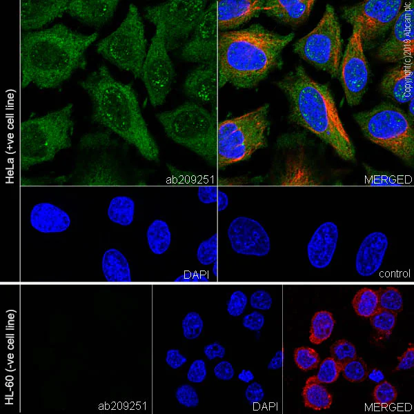 Immunocytochemistry/ Immunofluorescence - Anti-Bag3 antibody [EPR20207-109-3] (AB209251)