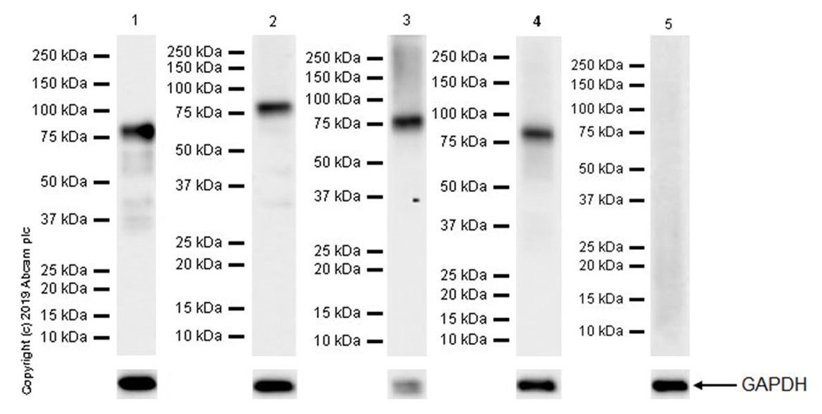 Western blot - Anti-Bag3 antibody [EPR20207-109-3] (AB209251)