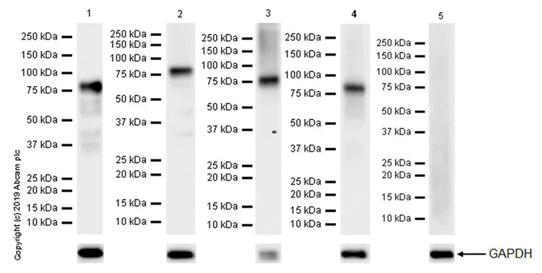 Western blot - Anti-Bag3 antibody [EPR20207-109-3] (AB209251)