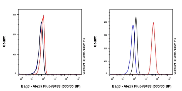 Flow Cytometry (Intracellular) - Anti-Bag3 antibody [EPR20207-109-3] - BSA and Azide free (AB252379)