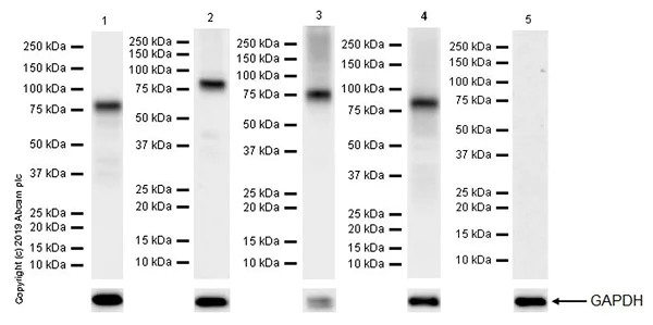 Western blot - Anti-Bag3 antibody [EPR20207-4-3] (AB246224)