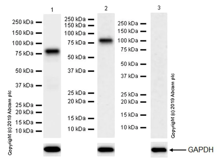 Western blot - Anti-Bag3 antibody [EPR20207-58-4] (AB246225)