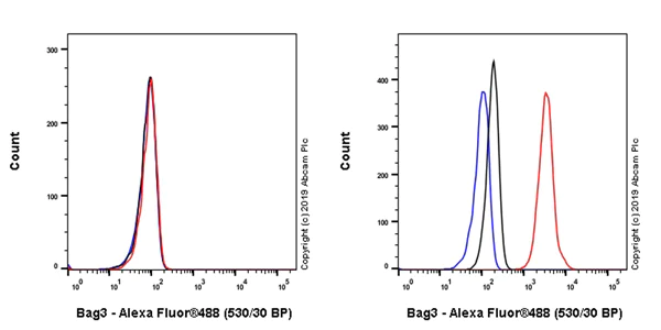 Flow Cytometry (Intracellular) - Anti-Bag3 antibody [EPR20207-58-4] - BSA and Azide free (AB252389)