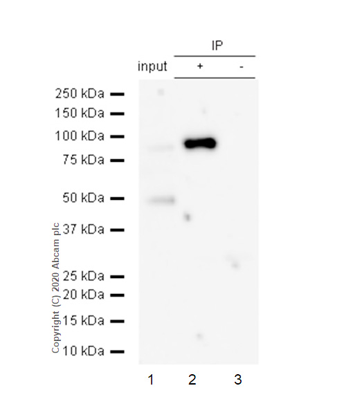 Immunoprecipitation - Anti-Bag3 antibody [EPR3515] (AB92309), expandable thumbnail
