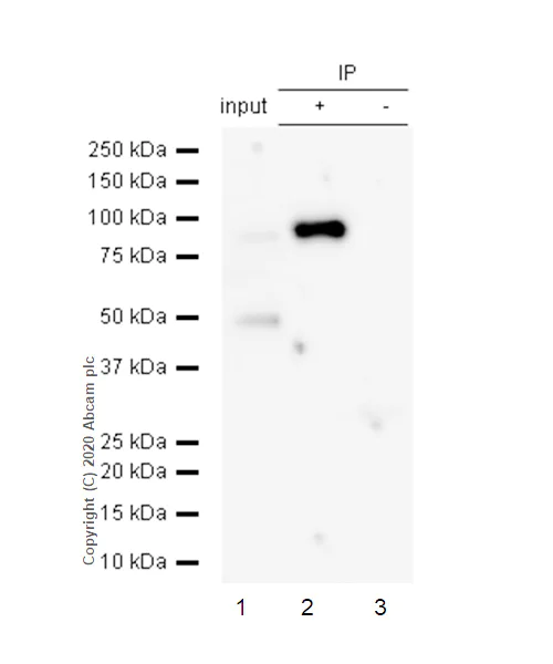 Immunoprecipitation - Anti-Bag3 antibody [EPR3515] (AB92309)