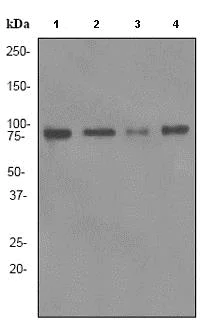 Western blot - Anti-Bag3 antibody [EPR3515] (AB92309)