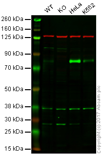 Western blot - Anti-Bag3 antibody [EPR3515] (AB92309), expandable thumbnail