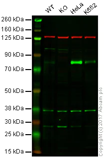 Western blot - Anti-Bag3 antibody [EPR3515] (AB92309)