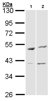 Western blot - Anti-Bag5 antibody (AB97660), expandable thumbnail