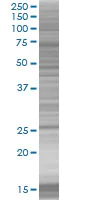 SDS-PAGE - Bag5 overexpression 293T lysate (whole cell) (AB94322)