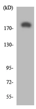 Western blot - Anti-BAI1 antibody (AB135907)