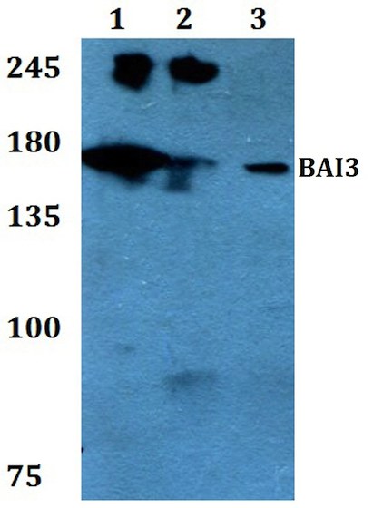 Western blot - Anti-BAI3 antibody (AB200684)
