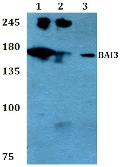 Western blot - Anti-BAI3 antibody (AB200684)