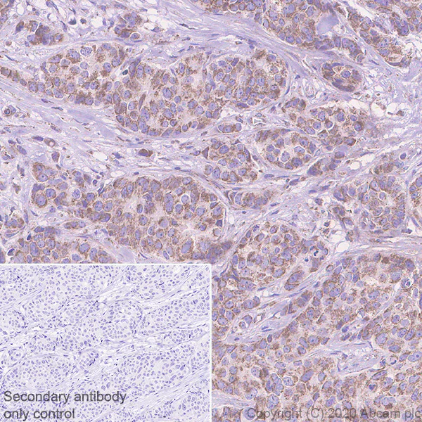 Immunohistochemistry (Formalin/PFA-fixed paraffin-embedded sections) - Anti-Bak antibody [7D10] (AB243151)