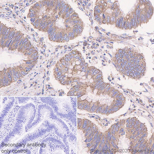 Immunohistochemistry (Formalin/PFA-fixed paraffin-embedded sections) - Anti-Bak antibody [7D10] (AB243151)