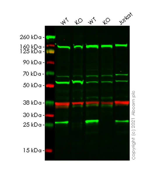 Western blot - Anti-Bak antibody [7D10] - BSA and Azide free (AB252251)