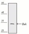 Western blot - Anti-Bak antibody (AB69404)