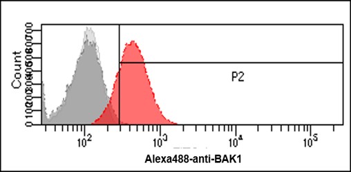 Flow Cytometry - Anti-Bak antibody [AT38E2] (AB104124), expandable thumbnail