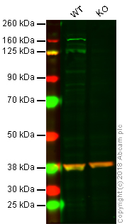 Western blot - Anti-Bak antibody [AT38E2] (AB104124), expandable thumbnail