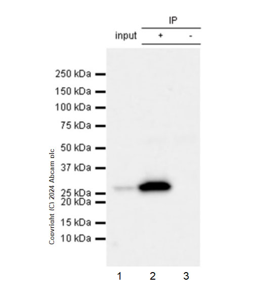 Immunoprecipitation - Anti-Bak antibody [EPR27487-15] (ab317254), expandable thumbnail
