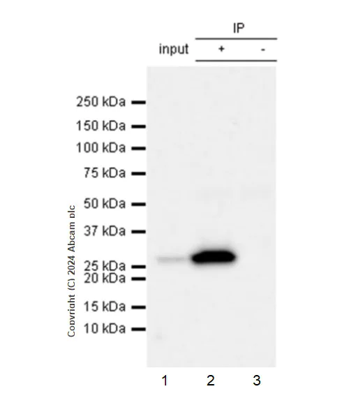 Immunoprecipitation - Anti-Bak antibody [EPR27487-15] (AB317254)