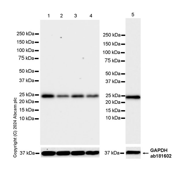 Western blot - Anti-Bak antibody [EPR27487-15] (AB317254), expandable thumbnail